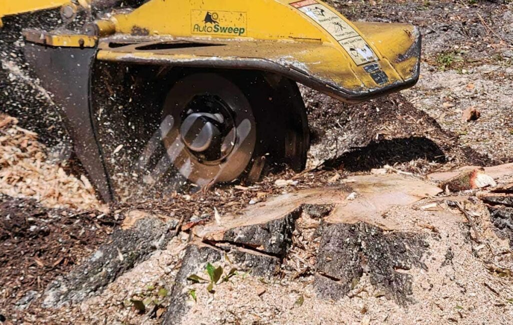 A yellow stump grinder machine grinds down a tree stump, scattering wood chips and debris onto the surrounding ground.