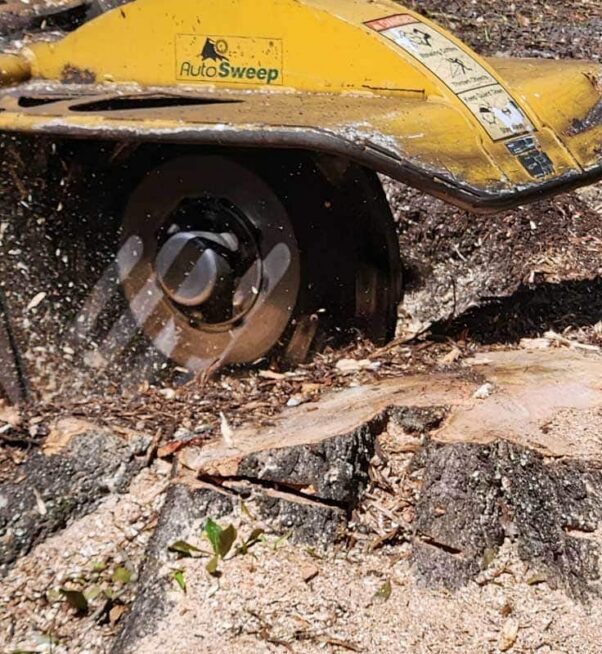 A yellow stump grinder machine grinds down a tree stump, scattering wood chips and debris onto the surrounding ground.