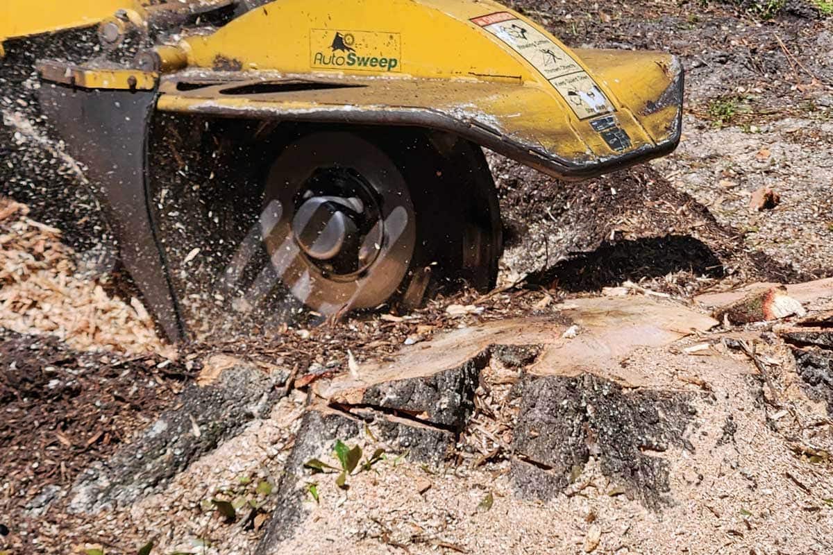 A yellow stump grinder machine grinds down a tree stump, scattering wood chips and debris onto the surrounding ground.