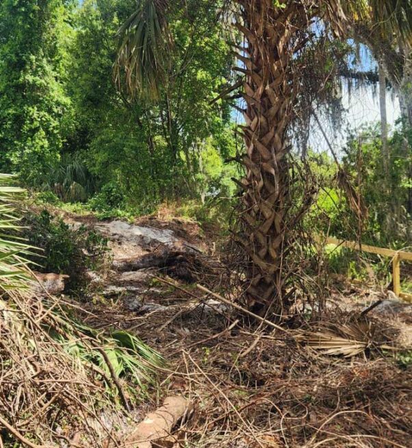 A palm tree stands amid cut branches and debris in a wooded area, with a wooden railing and dense green foliage in the background.