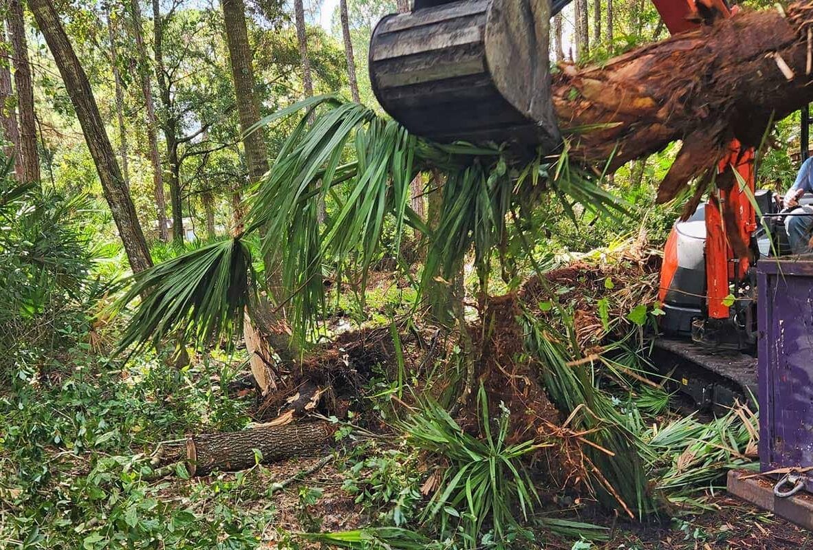 Excavator uproots a palm tree in a forested area, with the exposed roots and felled vegetation visible on the ground.