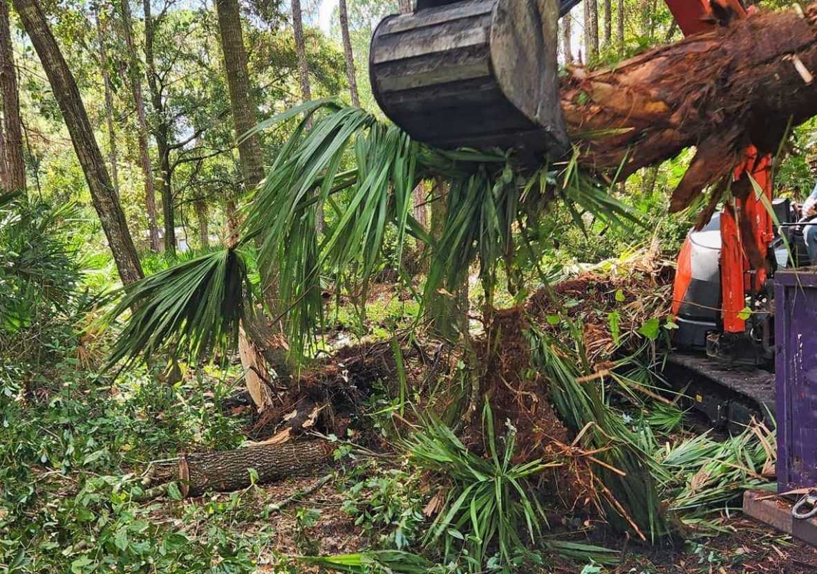 Excavator uproots a palm tree in a forested area, with the exposed roots and felled vegetation visible on the ground.