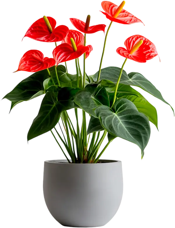 Philodendron 4