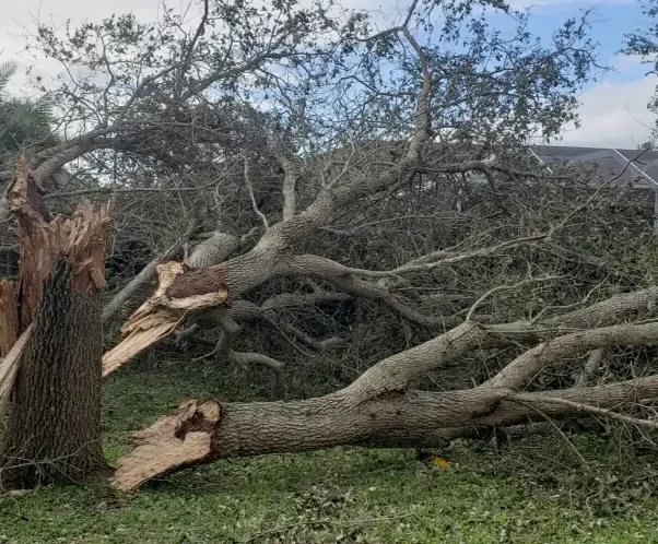 A sprawling, overgrown tropical landscape with thick vegetation and fallen tree branches in the foreground