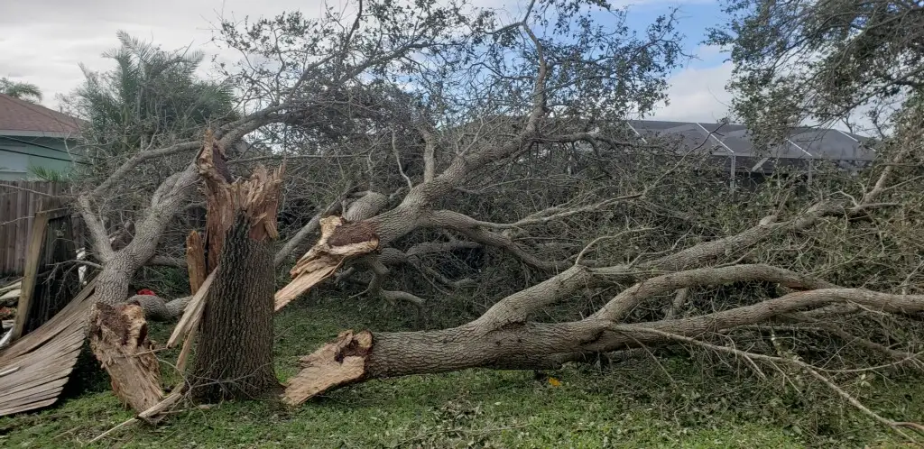 A sprawling, overgrown tropical landscape with thick vegetation and fallen tree branches in the foreground