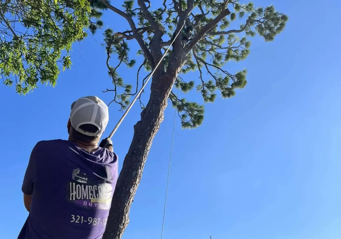 A lush, overgrown landscape with tall trees and dense foliage against a bright blue sky. worker in Home Grown Outdoors