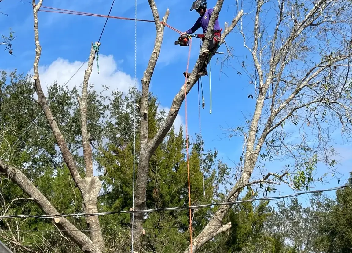 A person in protective gear trimming branches of an overgrown, lush tree a tropical Florida landscape with blue sky