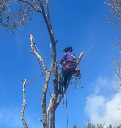 A worker in protective gear trimming an overgrown tree in a lush, tropical Florida landscape with a bright blue sky