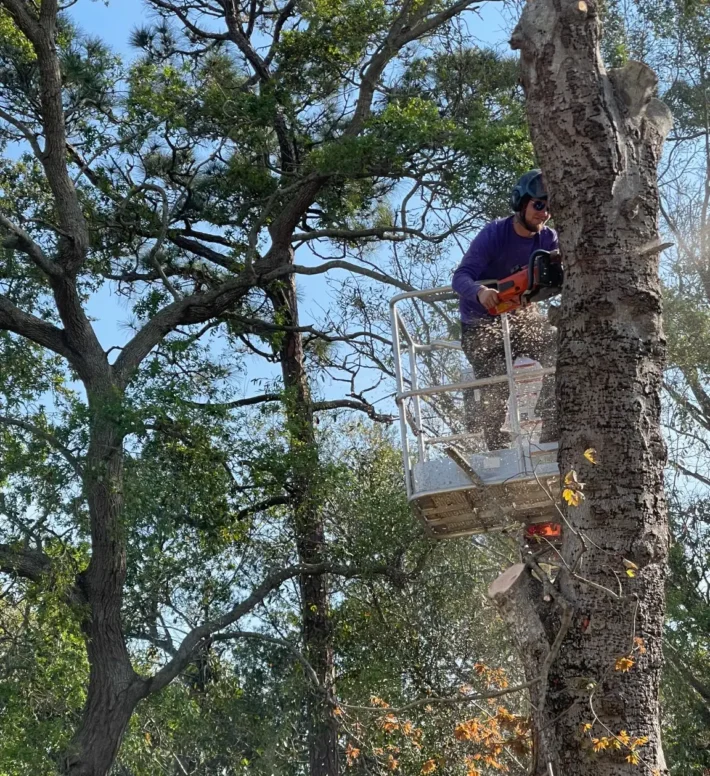 A person operating a chainsaw on large tree in lush, overgrown Florida landscape with tropical vegetation and blue sky