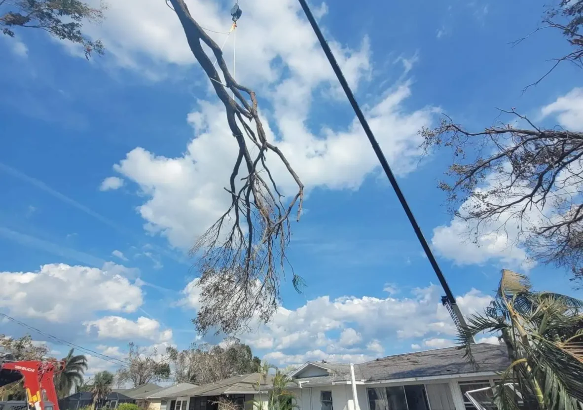 Crane lifting tangled, overgrown vegetation from a residential backyard in Florida, revealing home with palm trees