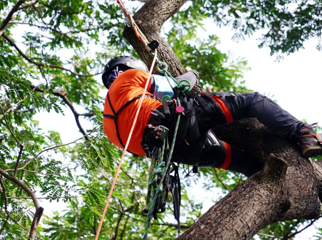 Arborist securely climbing a tree using harness and ropes