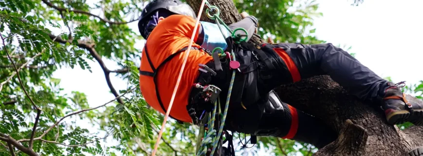 Arborist securely climbing a tree using harness and ropes