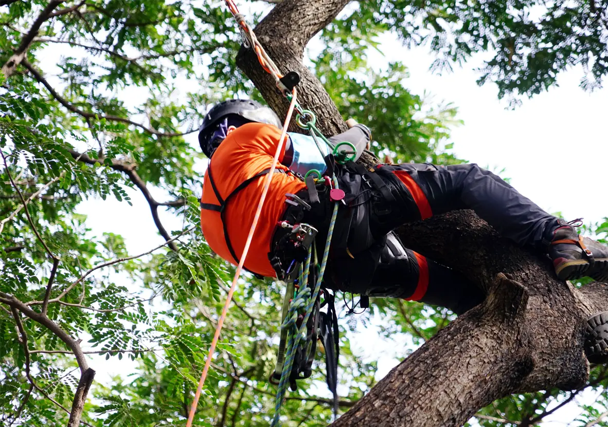 Arborist securely climbing a tree using harness and ropes