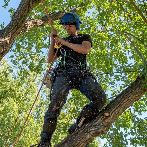 Arborist working high up in a tree performing maintenance