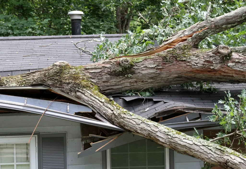 Fallen Tree Damaging Roof | HomeGrown Outdoors Large tree fallen through roof of a home, storm damage
