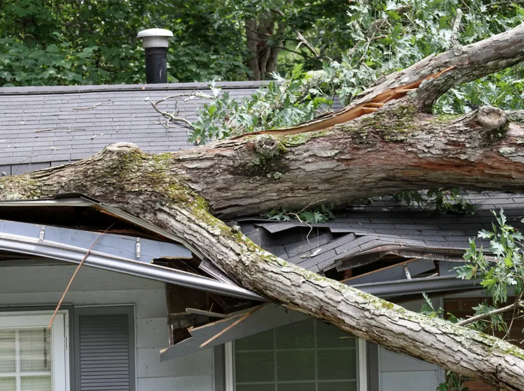 Large tree fallen through roof of a home, storm damage