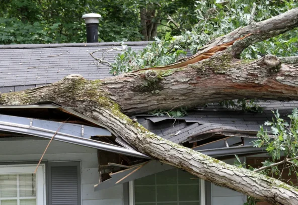 Large tree fallen through roof of a home, storm damage