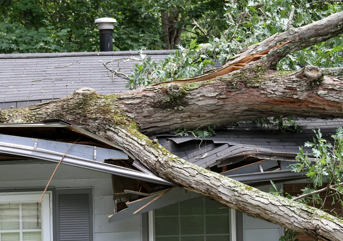 Large tree fallen through roof of a home, storm damage