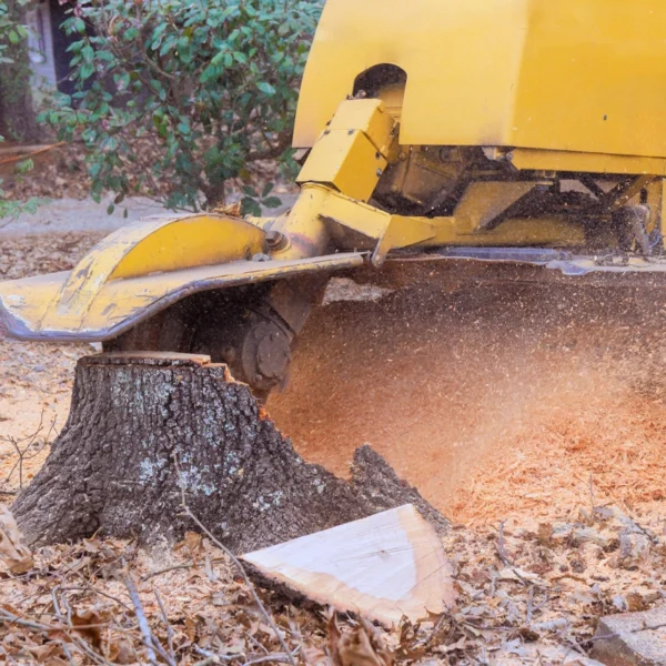 Stump grinding machinery working in yard