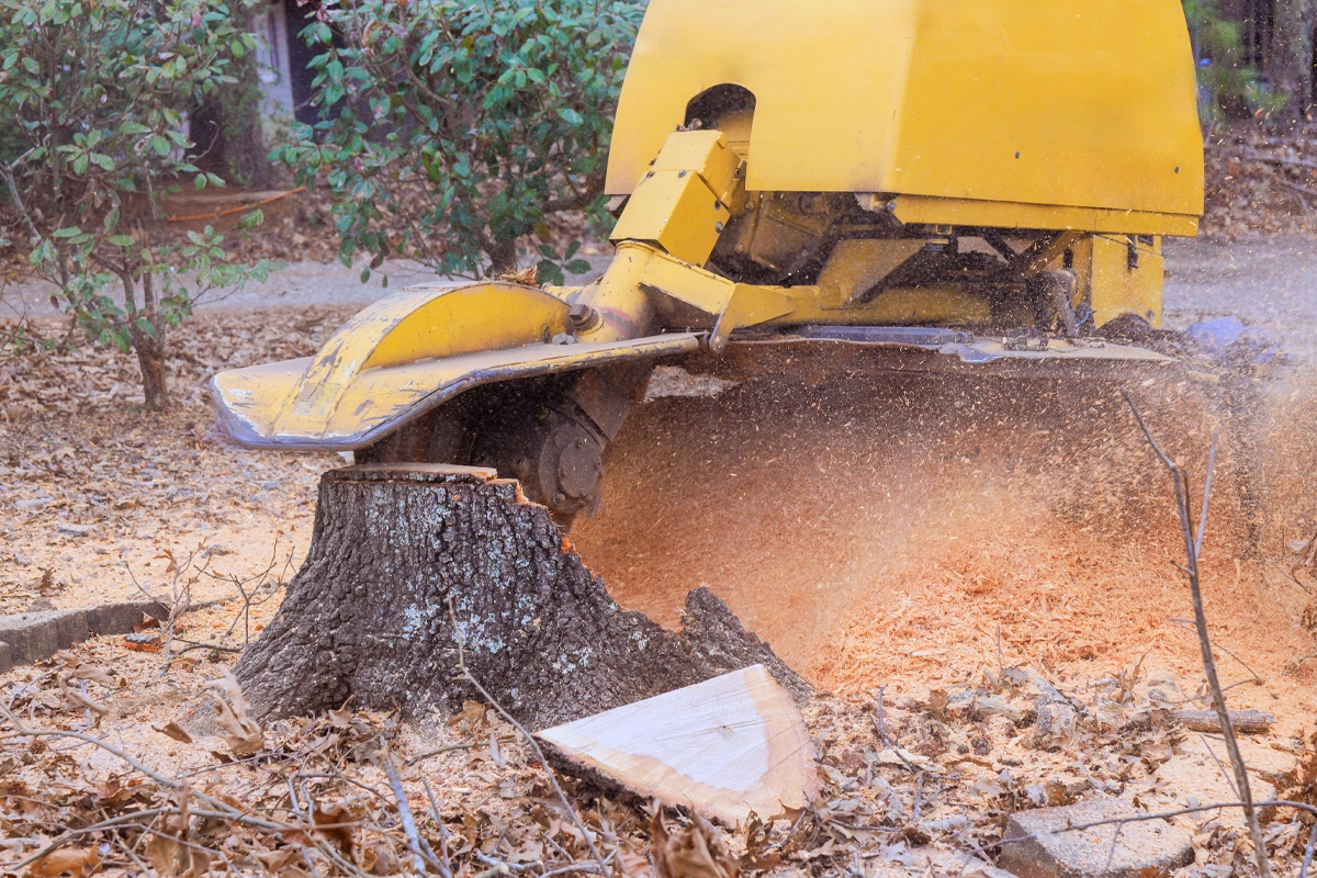 Stump grinding machinery working in yard