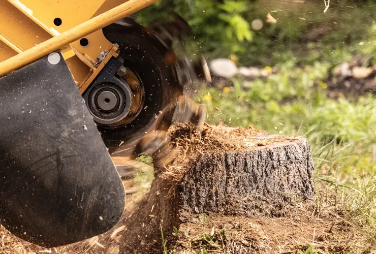 A large yellow bulldozer clearing a wooded area, pushing dirt and debris off a tree stump on a construction site in Florida