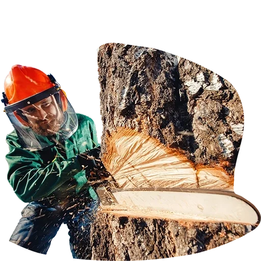 A person wearing safety gear, including a helmet and harness, standing next to large tree stump with chainsaw in hand