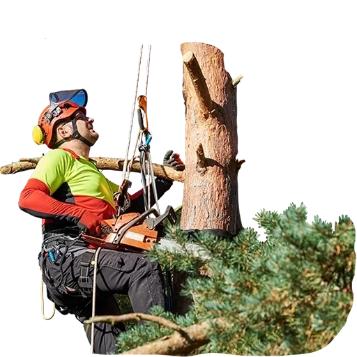 A professional tree climber in safety gear scaling a large tree trunk with ropes and harnesses in a lush, forested setting