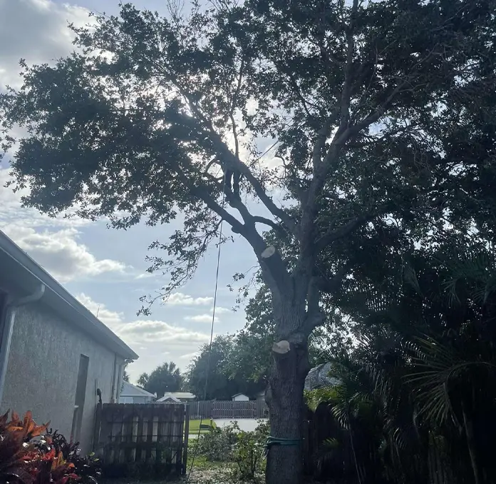Professional arborist cutting tree limbs during the Florida winter for expert tree care services by HomeGrownOutdoors.