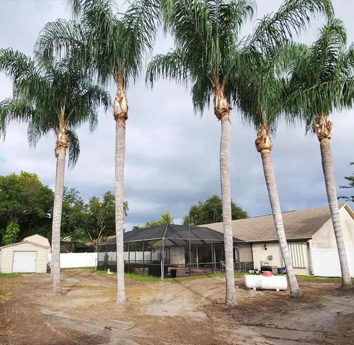Four tall palm trees in a cleared Florida yard after professional tree care services provided by HomeGrownOutdoors.