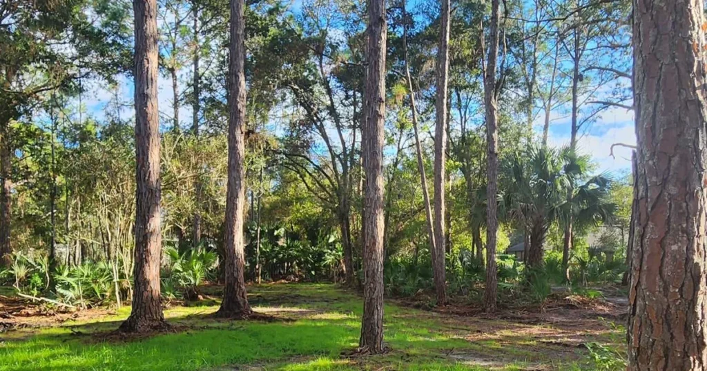 Clean and well-maintained backyard trees after professional arborist trimming and debris removal
