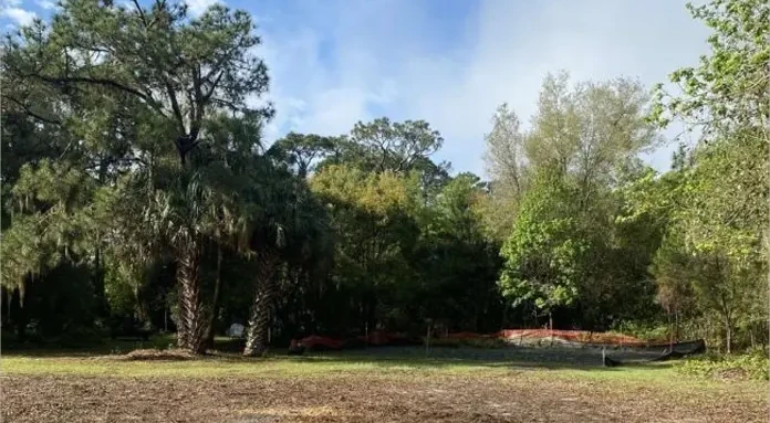 cleared-land-after-stump-clearing cleared-land-after-stump-clearing