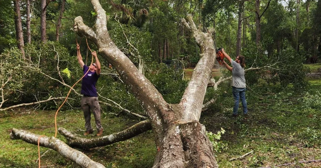 HomeGrown Outdoors crew cleaning up and removing a freshly cut tree from a Florida yard