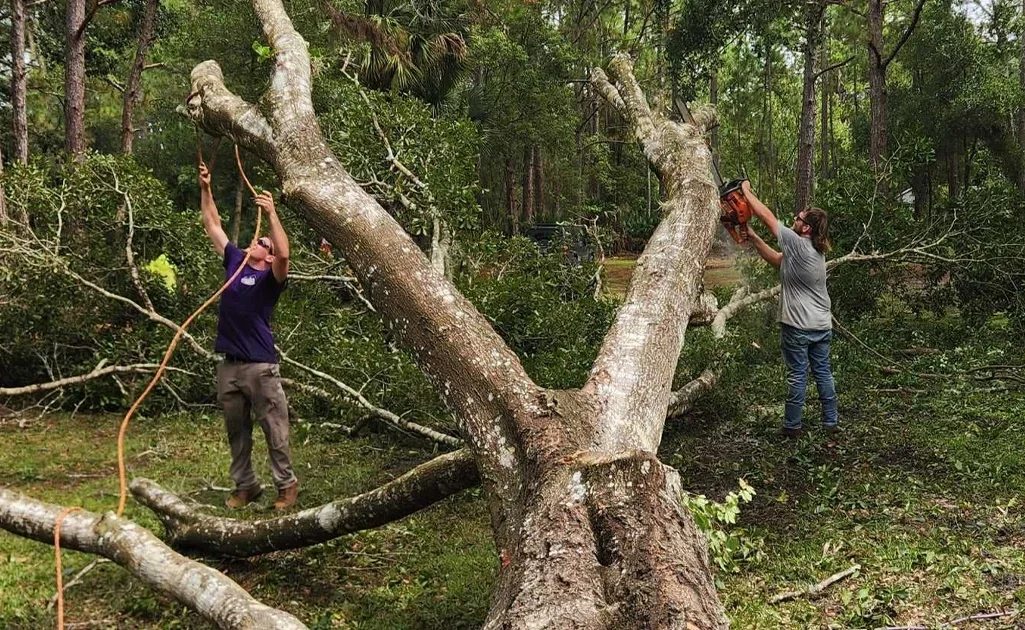 Tree Removal Cleanup Crew – HomeGrown Outdoors Florida HomeGrown Outdoors crew cleaning up and removing a freshly cut tree from a Florida yard