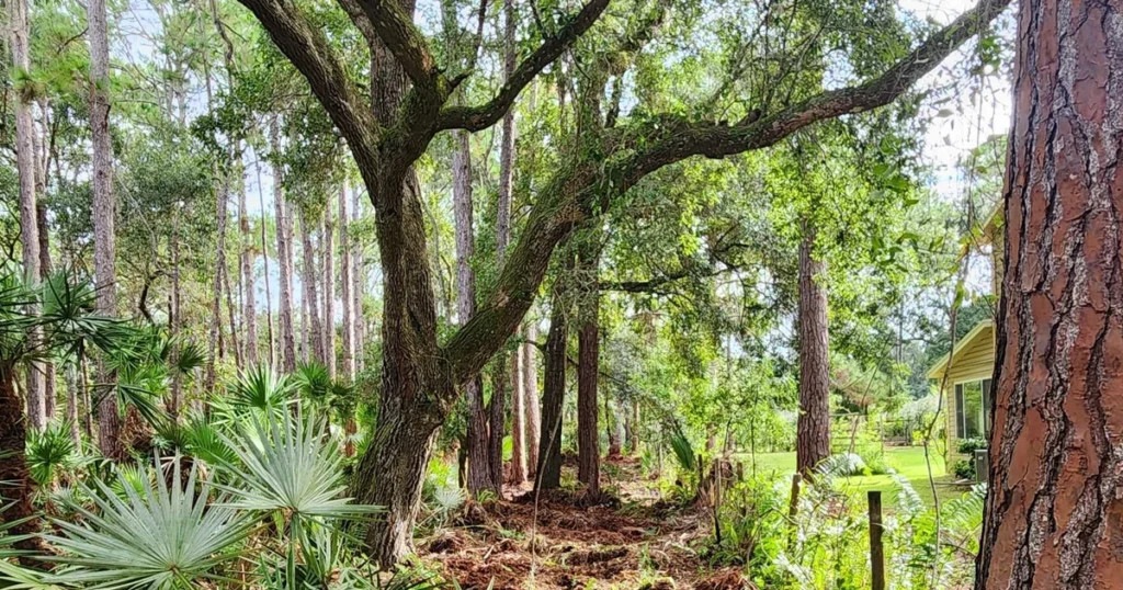 Large tree in the backyard of a Florida home surrounded by lush landscaping