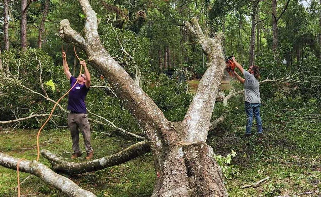 homegrown-outdoors-workers-cleaning-cut-tree
