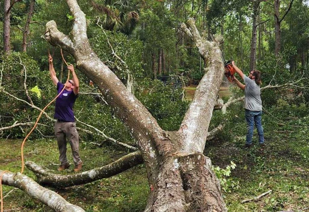 homegrown-outdoors-workers-cleaning-cut-tree Two people use chainsaws to cut branches from a large fallen tree in a wooded area.