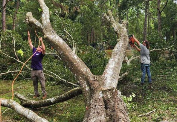 homegrown-outdoors-workers-cleaning-cut-tree