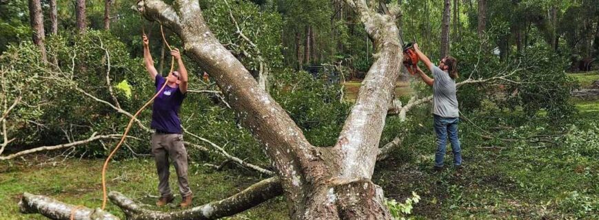 homegrown-outdoors-workers-cleaning-cut-tree