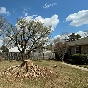 outdoor-tree-care-florida-2