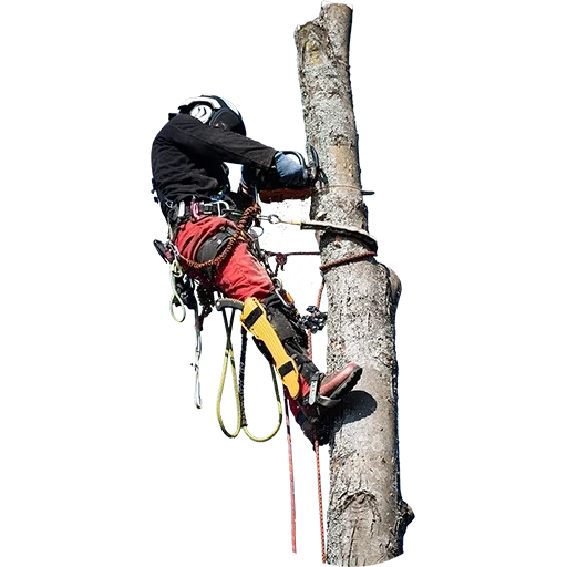 tree-climbing-gear-florida-outdoor-activities