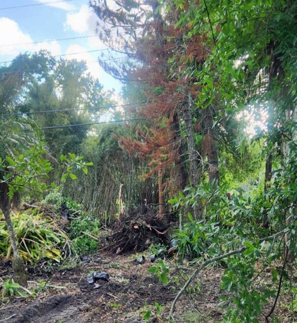 A partially cleared area with piles of cut branches and vegetation, surrounded by trees and greenery. A red vehicle is visible on the left side.