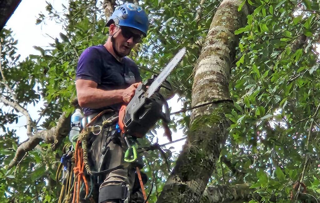 A person wearing safety gear and a helmet uses a chainsaw to cut a tree branch while secured with climbing ropes.