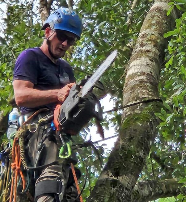 A person wearing safety gear and a helmet uses a chainsaw to cut a tree branch while secured with climbing ropes.