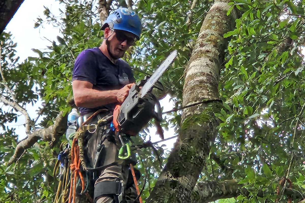 A person wearing safety gear and a helmet uses a chainsaw to cut a tree branch while secured with climbing ropes.