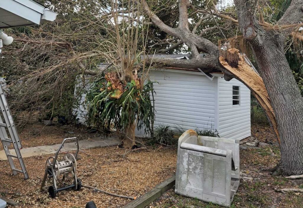Tree-on-shed-wide