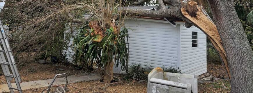Tree-on-shed-wide
